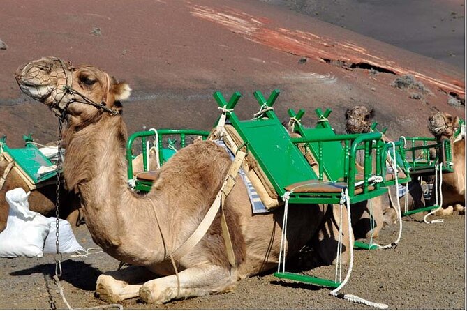 Tour to Timanfaya, La Geria and La Laguna Verde - What the €64.71 price really covers