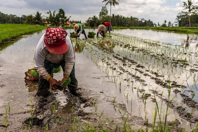 Ubud: Downhill Cycling with Volcano, Rice Terraces and Meal - Price, timing, and what the package really covers