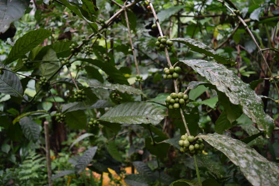 Ubud & Volcano Hot Springs Tours - Kintamani views and a lunch you pay for yourself