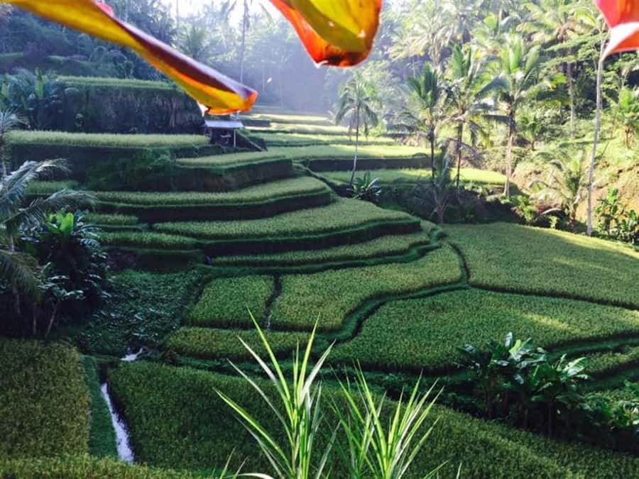 Ubud & Volcano Hot Springs Tours - Tegalalang Rice Terrace and old farming skills