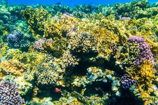 VIP -White Island & Ras Mohamed Snorkel Excursion - Who should book this excursion