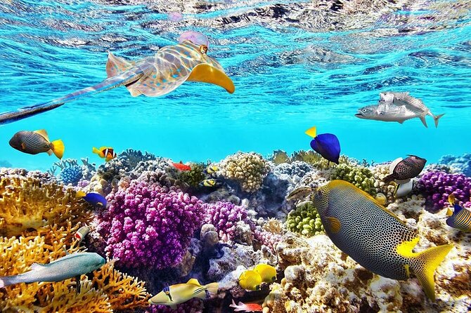 VIP -White Island & Ras Mohamed Snorkel Excursion - Three stops around Ras Mohamed