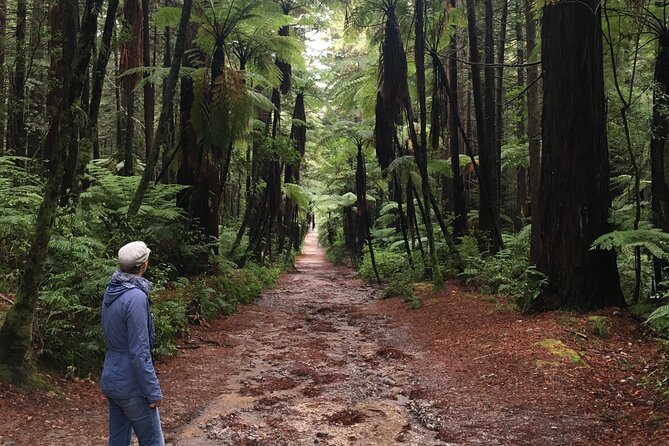 Volcanic Rotorua Day Trip from Auckland - Lake Rotorua and the final Auckland run