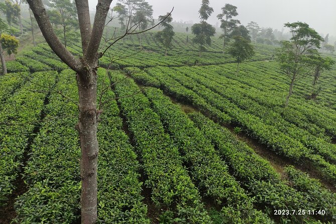 Volcano, Hot Spring, Tea Factory, rice fields and Coffee Tour - Why this West Java day trip works