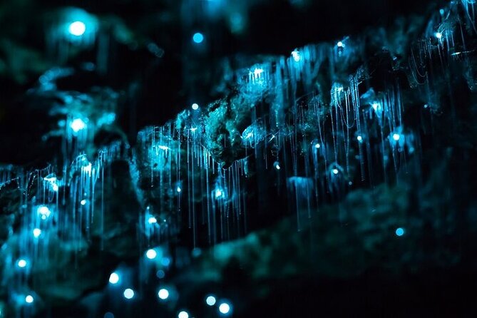Waitomo Glow Worm Caves & Te Puia (Rotorua) Private Tour - Food, comfort, and practical details