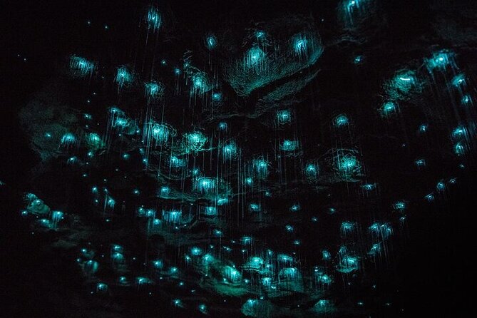 Waitomo Glow Worm Caves & Te Puia - Rotorua's Geothermal Valley - Why this Auckland day trip works