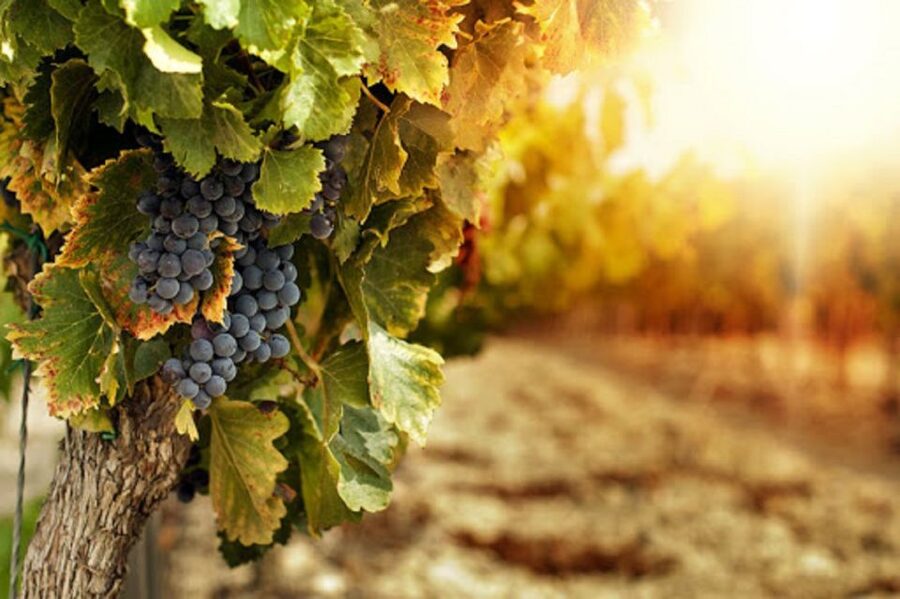 Wine Tasting Experience on the slopes of Vesuvius - Key points to know before booking