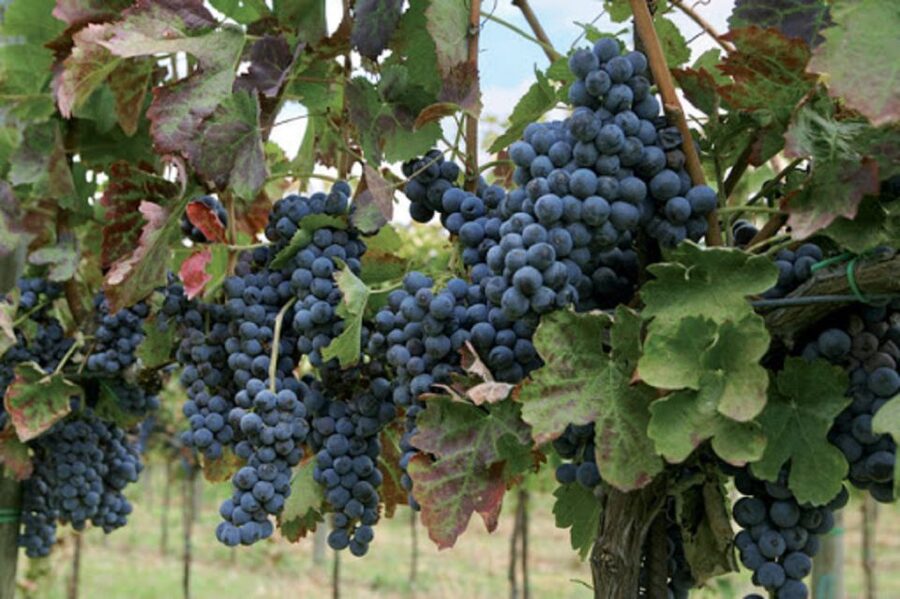 Wine Tasting Experience on the slopes of Vesuvius - Lacryma Christi DOC at its source